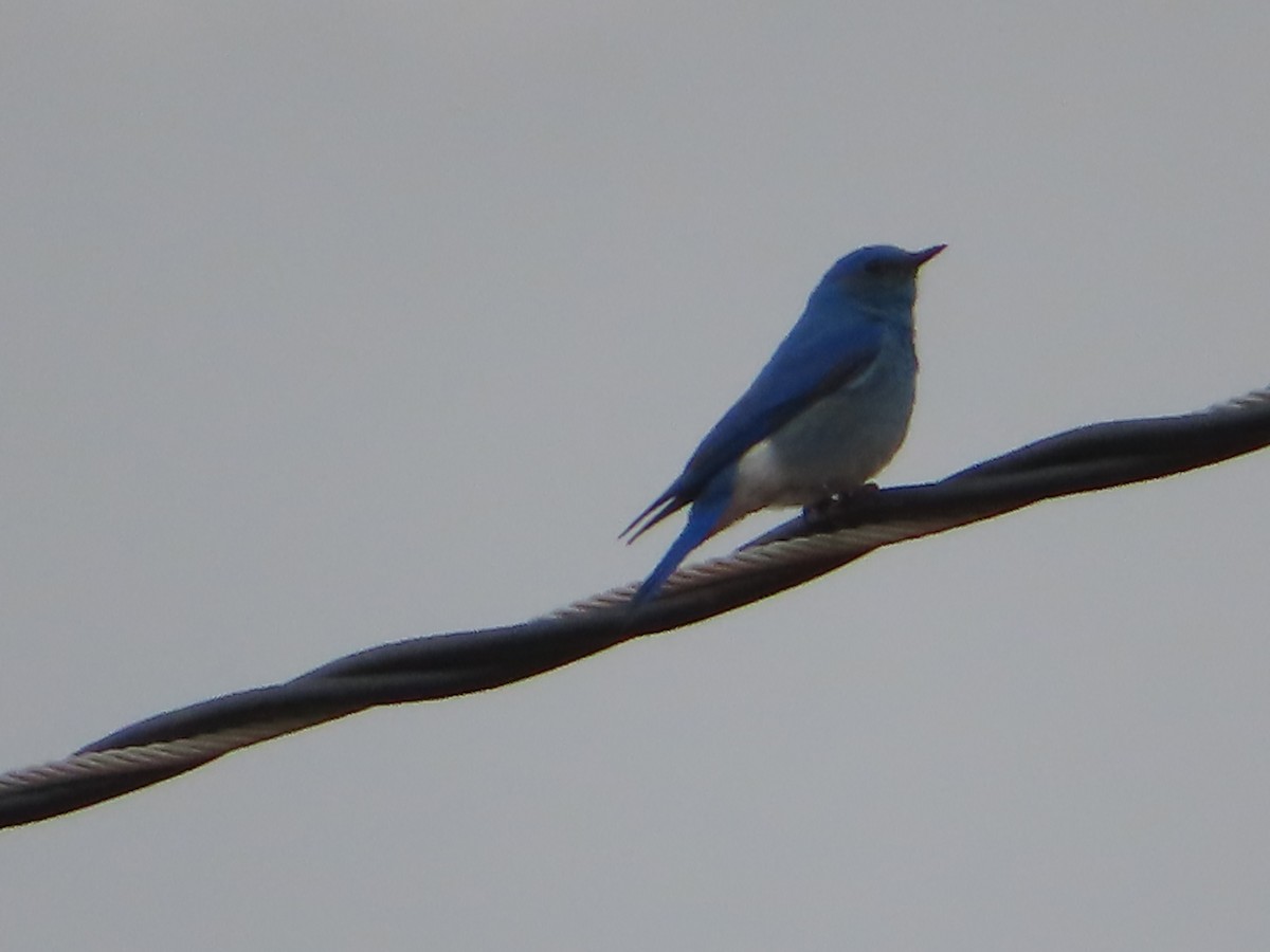 Mountain Bluebird - J.A. Jensen