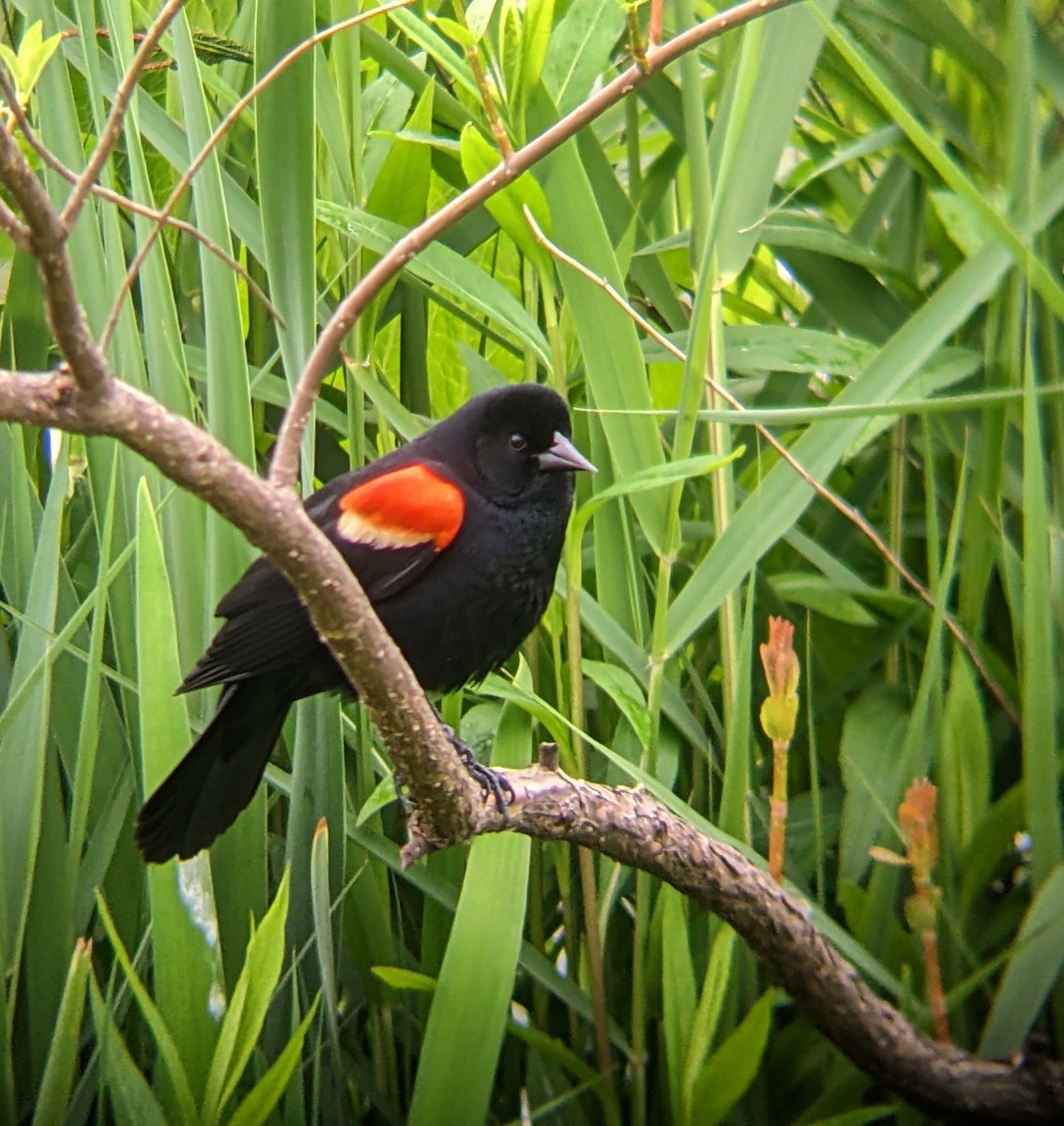 Red-winged Blackbird - ML618799410