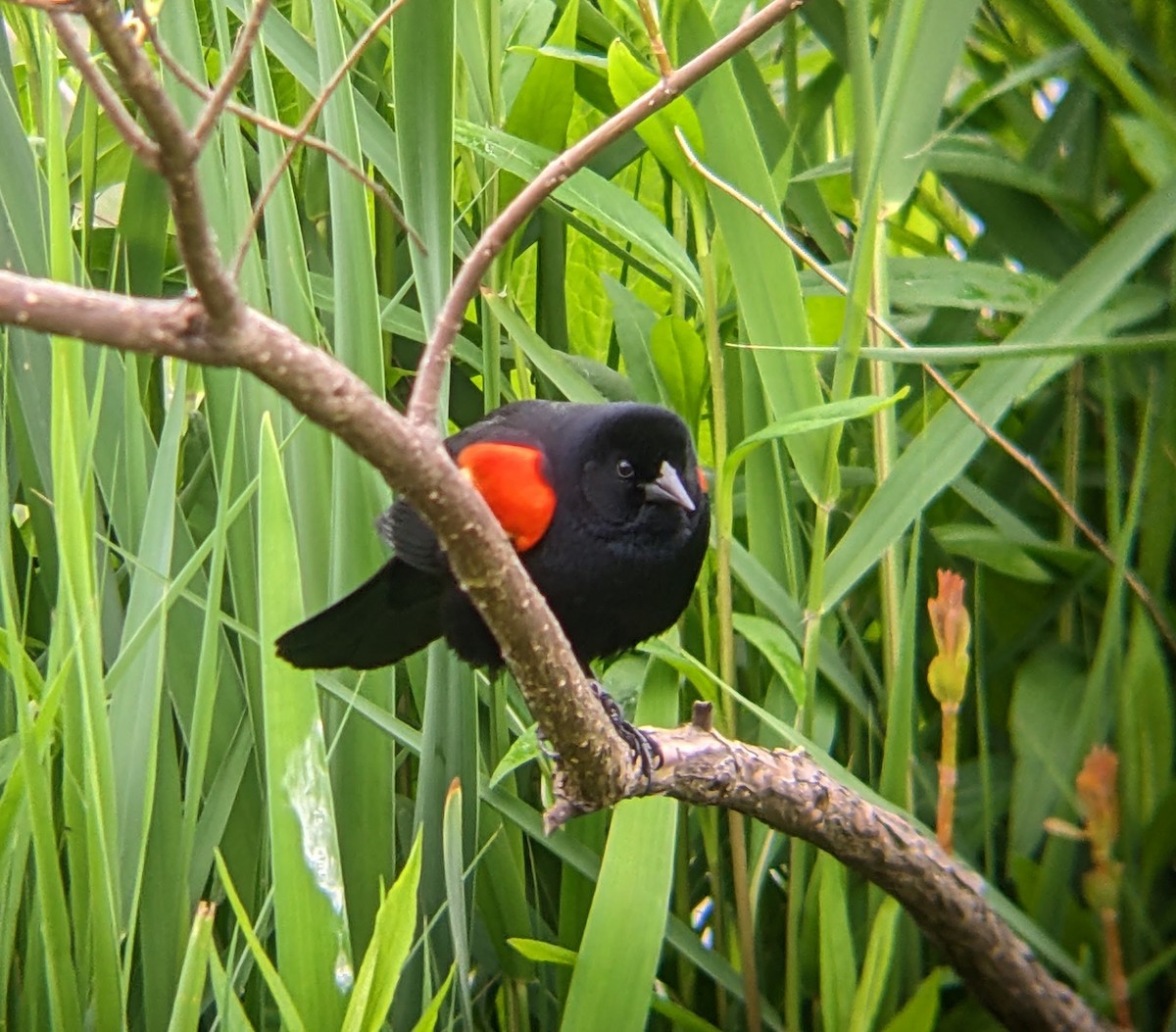 Red-winged Blackbird - Evgenia Ilinishnaya