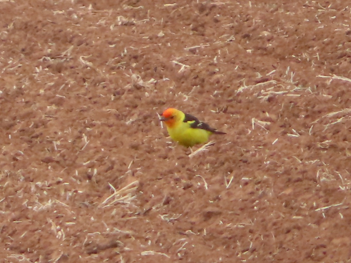 Western Tanager - ML618799412