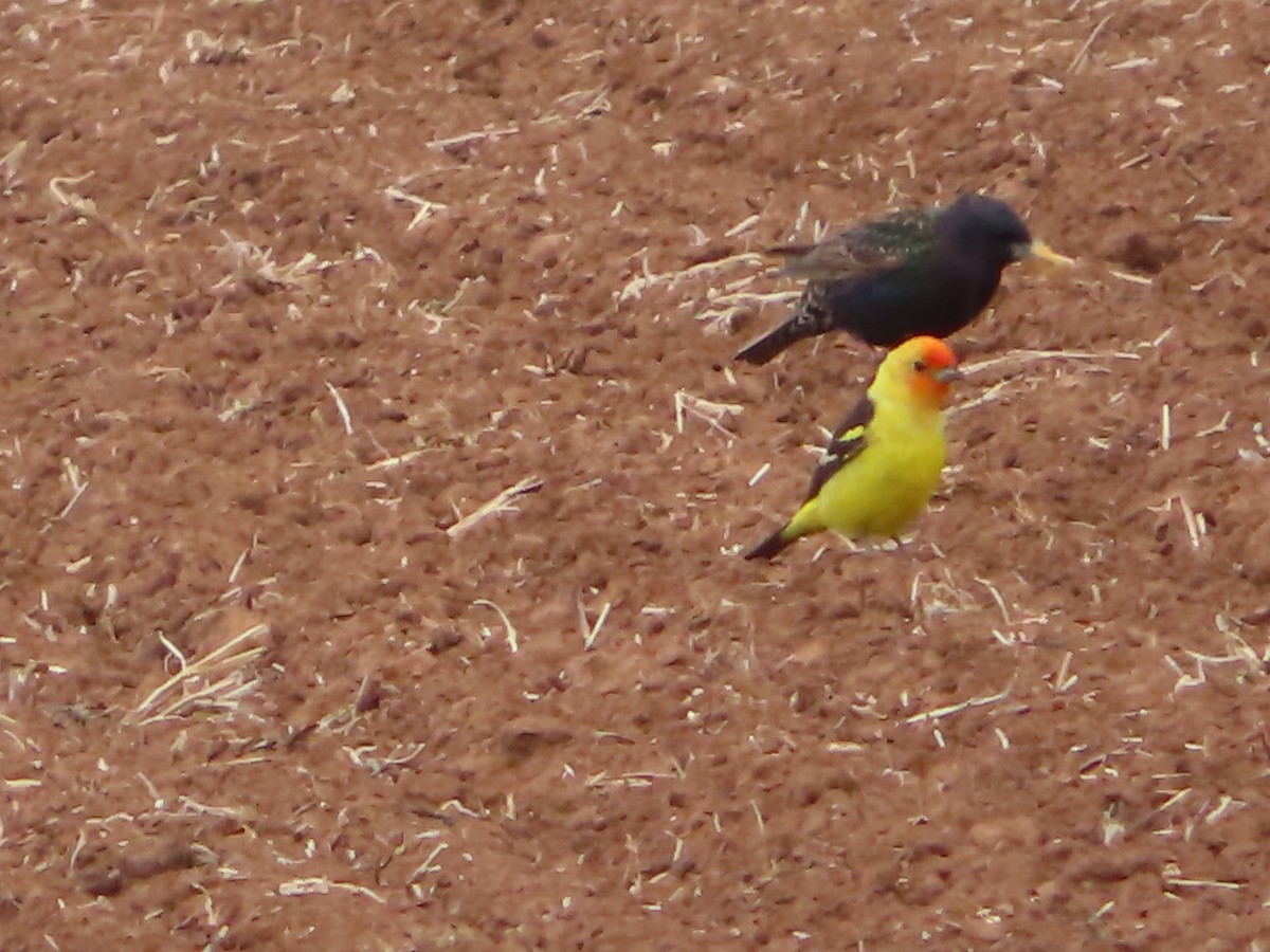 Western Tanager - ML618799413