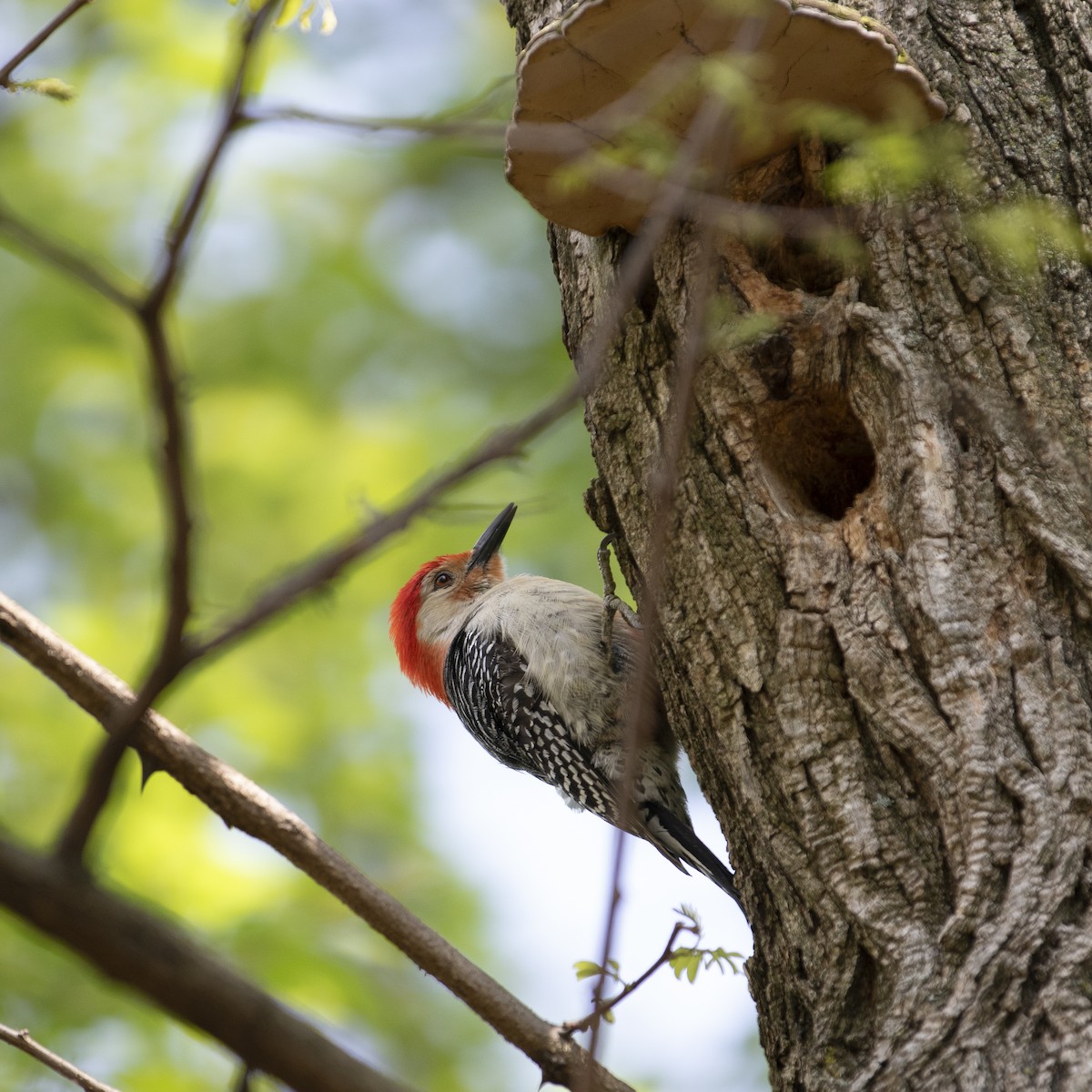 Red-bellied Woodpecker - Doris Moreira Douek
