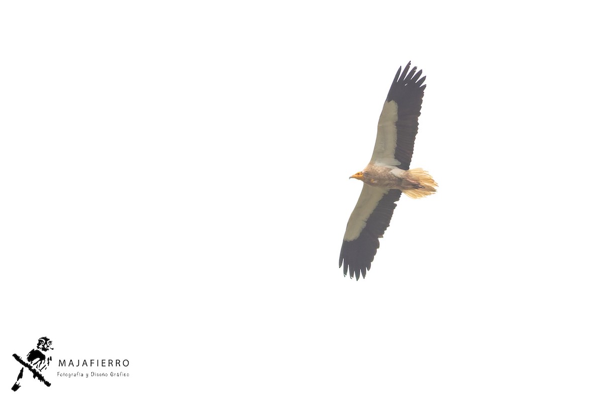 Egyptian Vulture - Roberto Vargas Masis