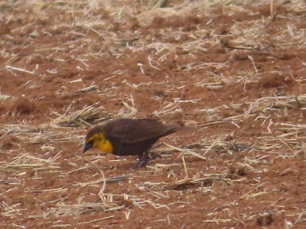 Yellow-headed Blackbird - J.A. Jensen