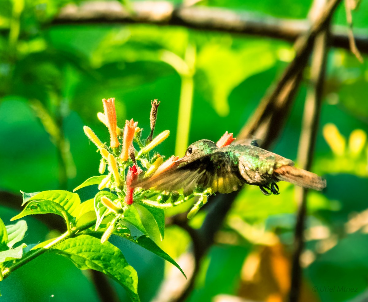 Rufous-tailed Hummingbird - Uriel Mtnez