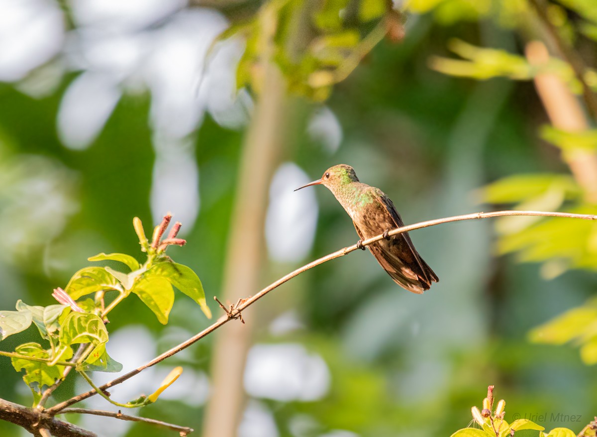 Rufous-tailed Hummingbird - Uriel Mtnez