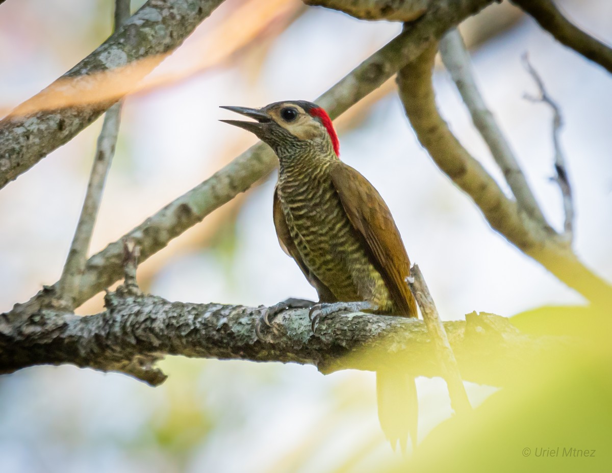 Golden-olive Woodpecker - ML618799542