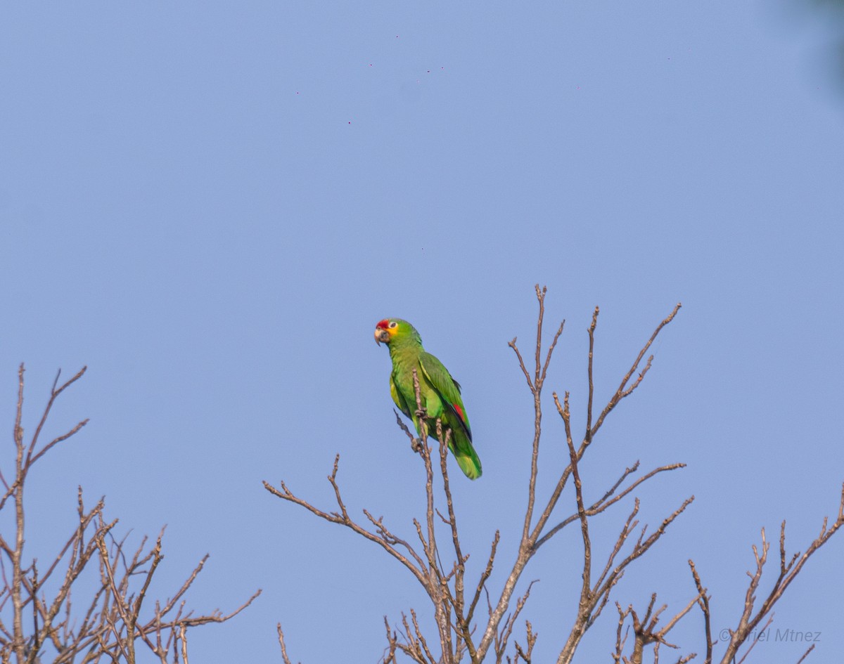 Red-lored Parrot - ML618799570