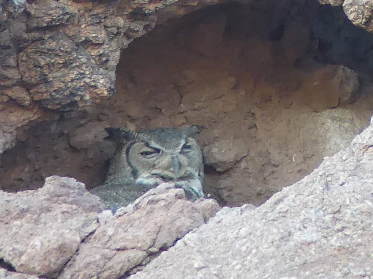 Great Horned Owl - ML618799601