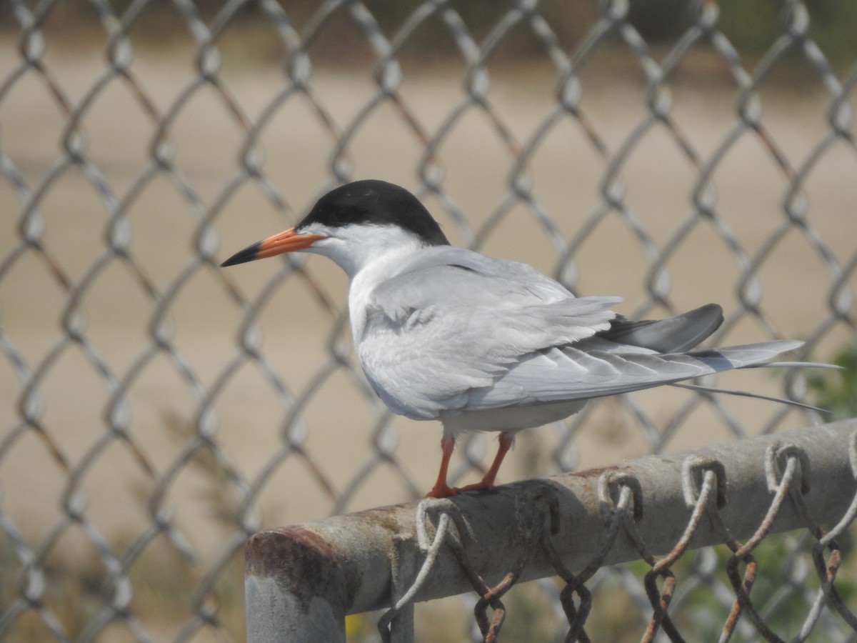 Forster's Tern - Layton Pace