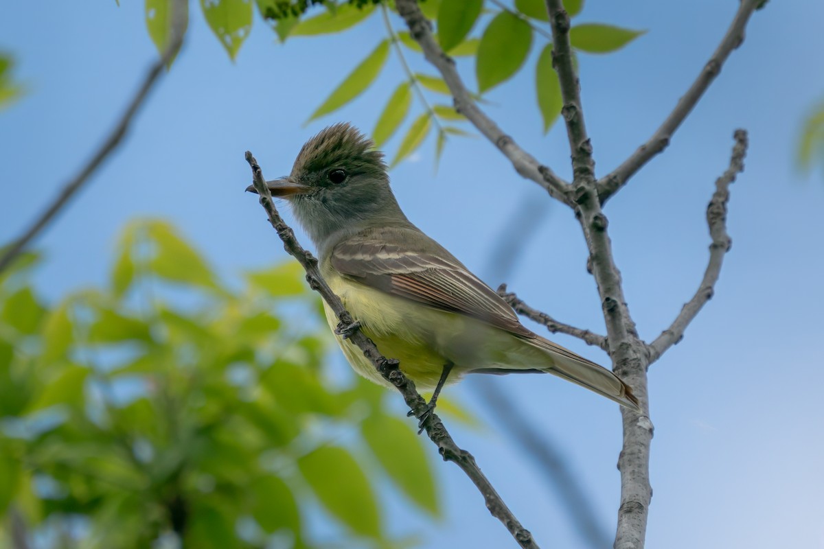 Great Crested Flycatcher - ML618799745
