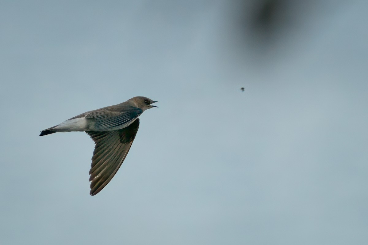 Northern Rough-winged Swallow - ML618799753