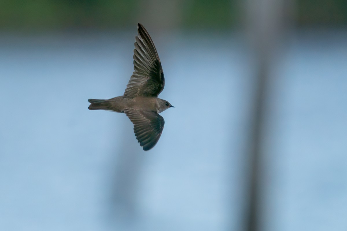 Northern Rough-winged Swallow - ML618799754
