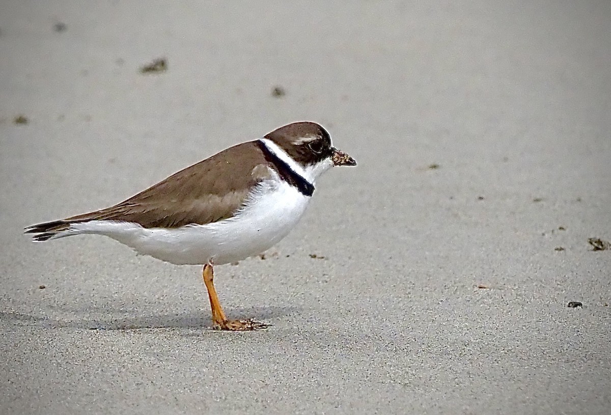 Semipalmated Plover - ML618799764