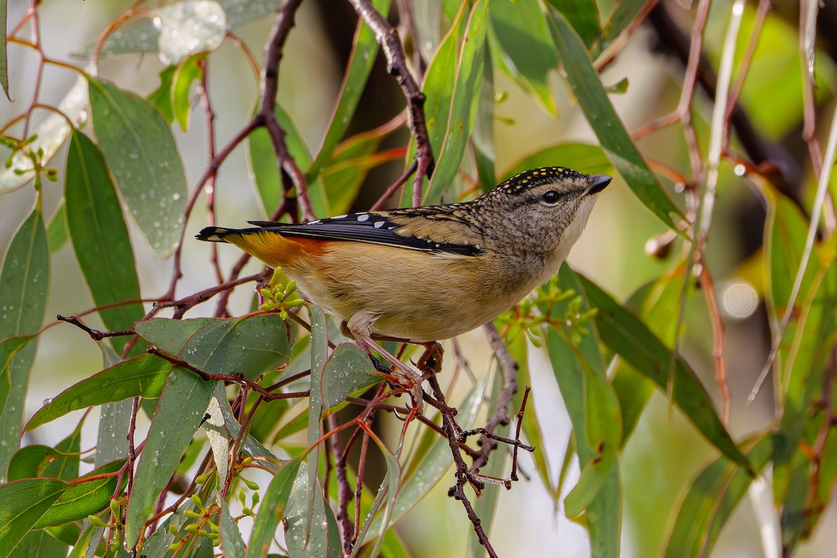 Spotted Pardalote - ML618799813