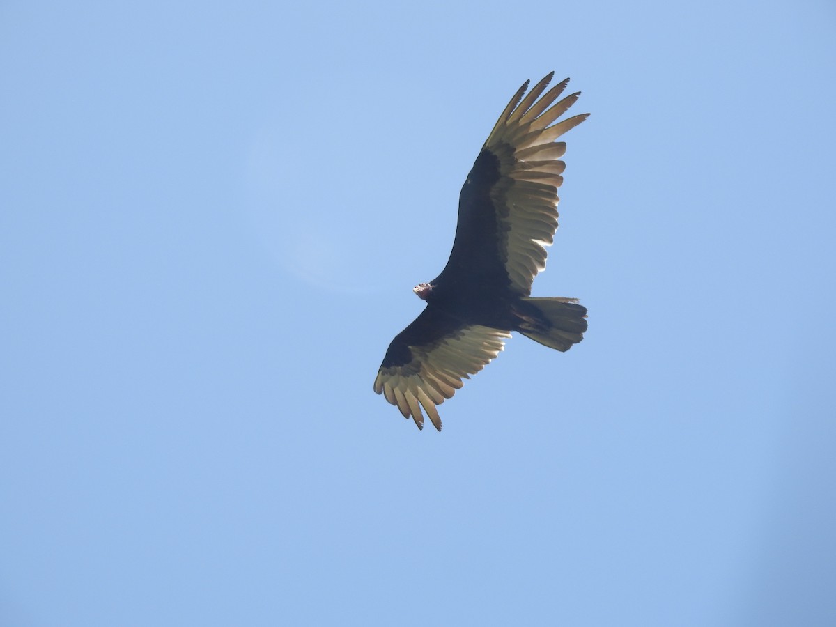 Turkey Vulture - Layton Pace