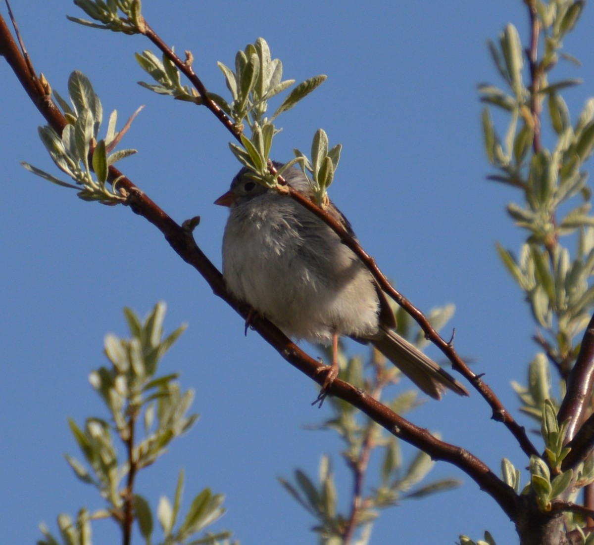 Field Sparrow - ML618799845