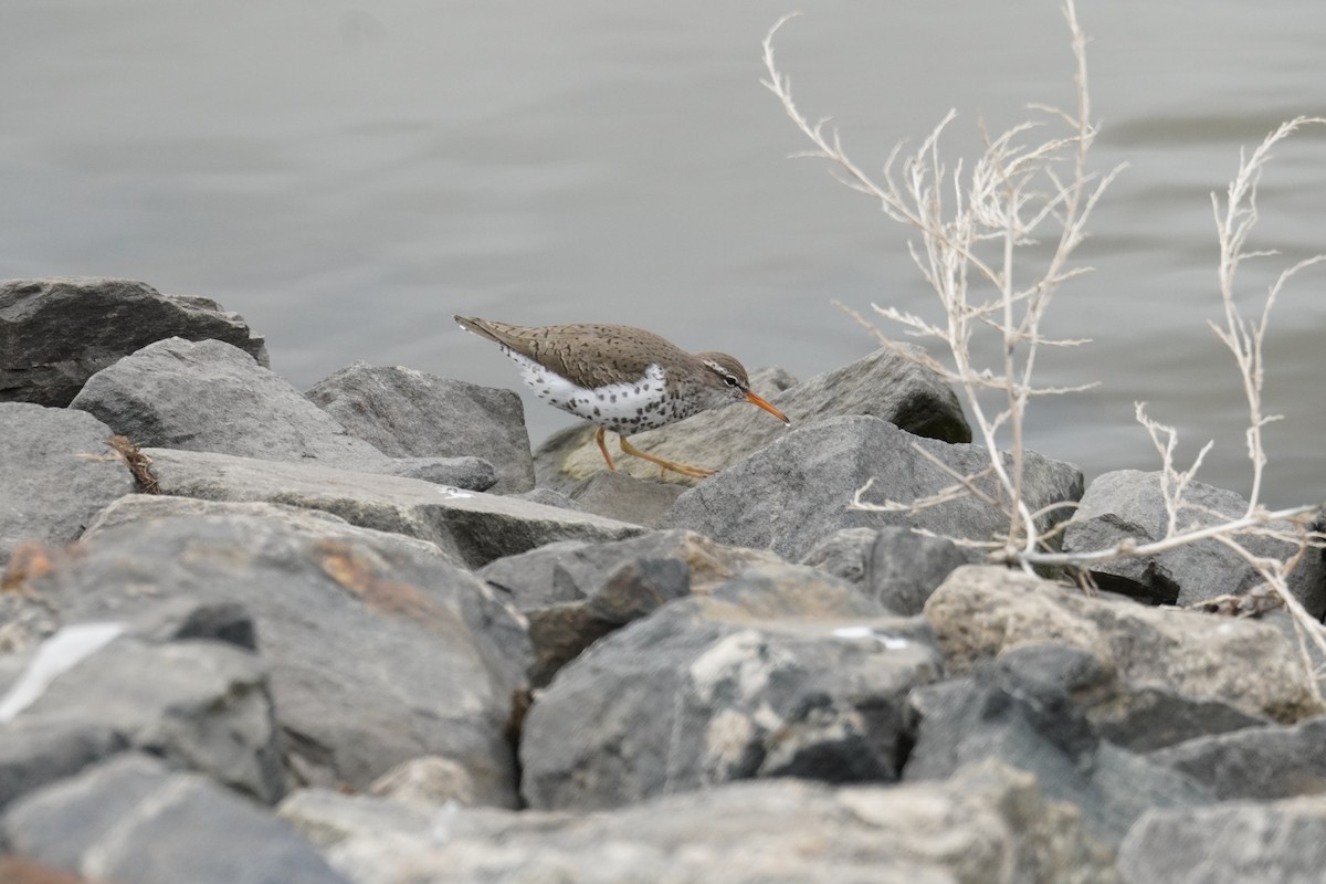 Spotted Sandpiper - Kristy Dhaliwal