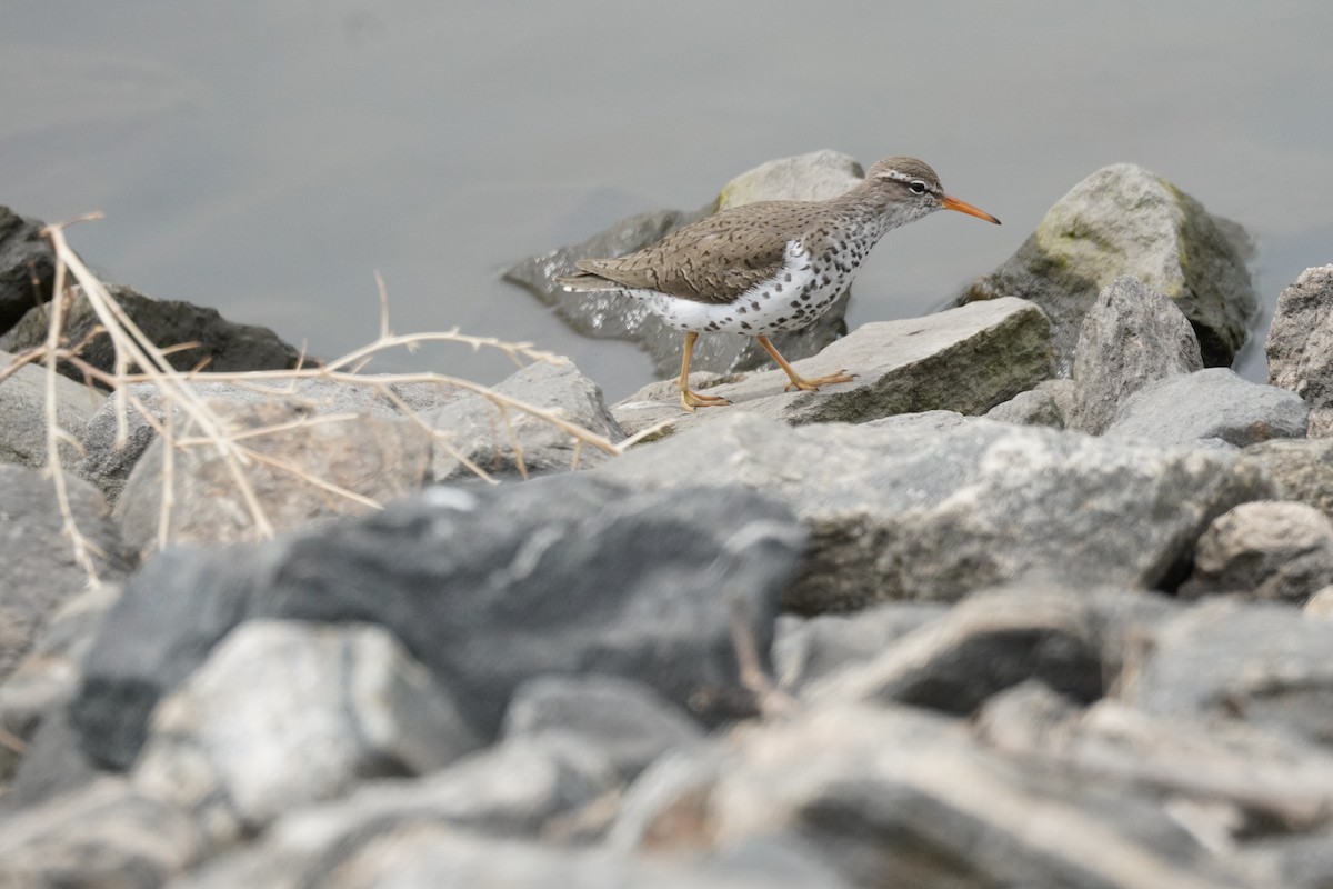 Spotted Sandpiper - Kristy Dhaliwal