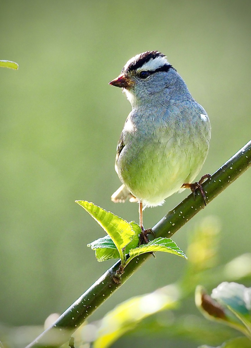 White-crowned Sparrow - ML618799877