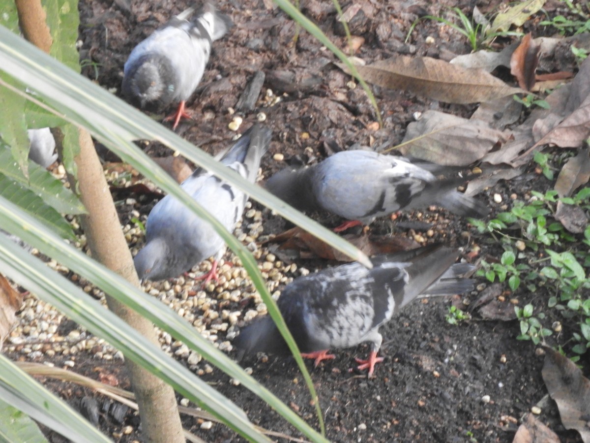Rock Pigeon (Feral Pigeon) - ML618799900