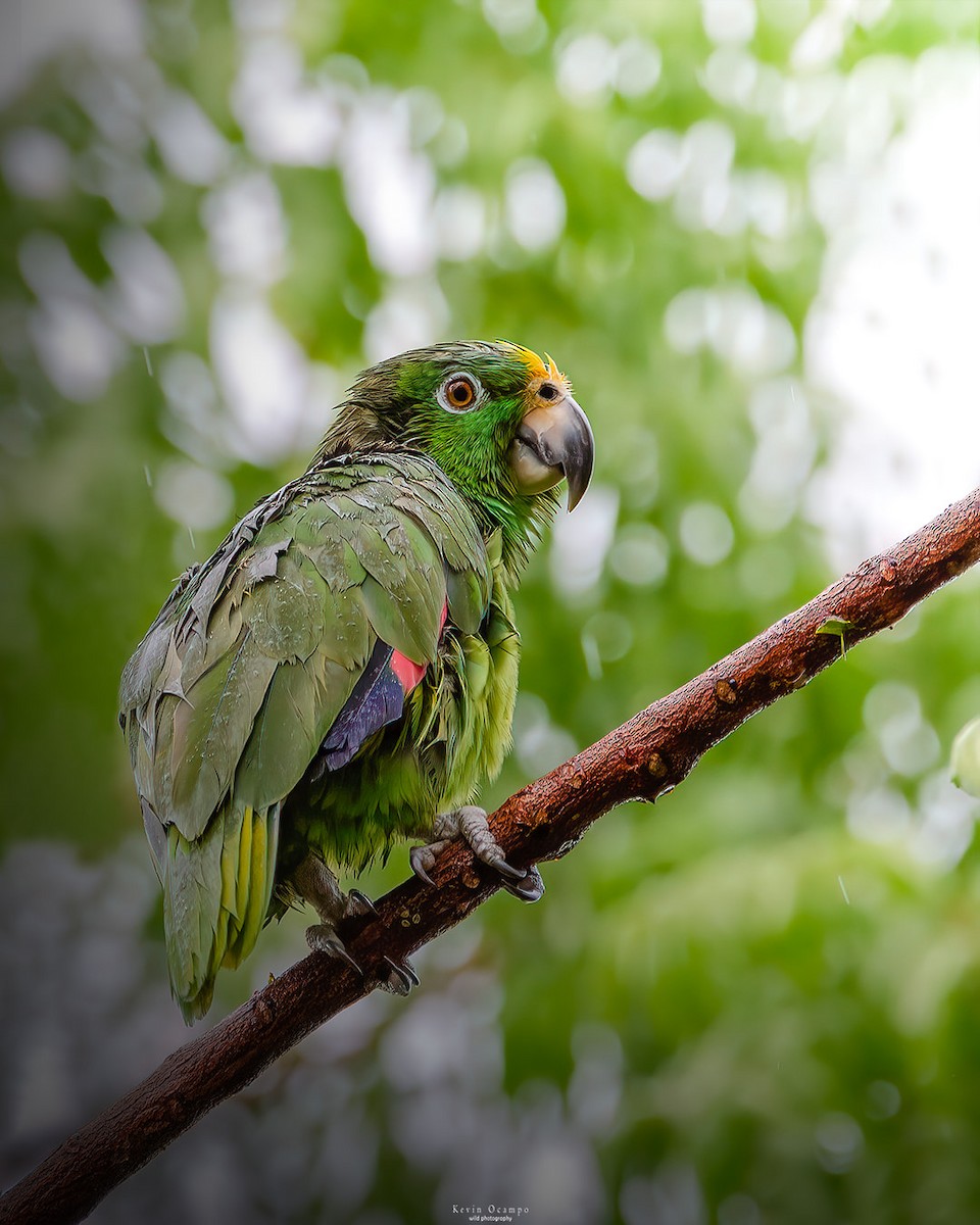 Yellow-crowned Parrot - Kevin Ocampo | Ocampo Expeditions Birding Tours