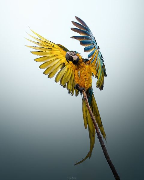 Blue-and-yellow Macaw - ML618799905