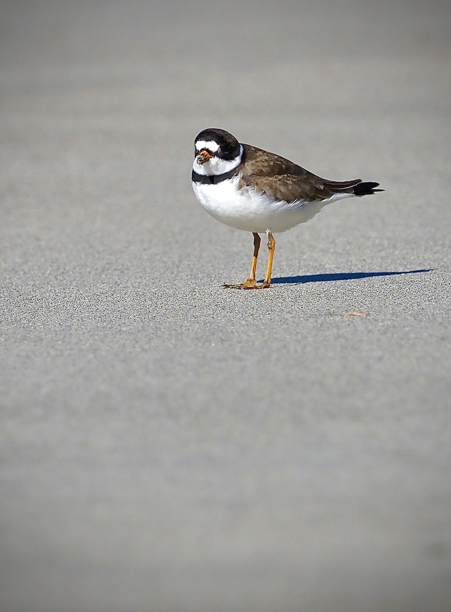 Semipalmated Plover - ML618799909
