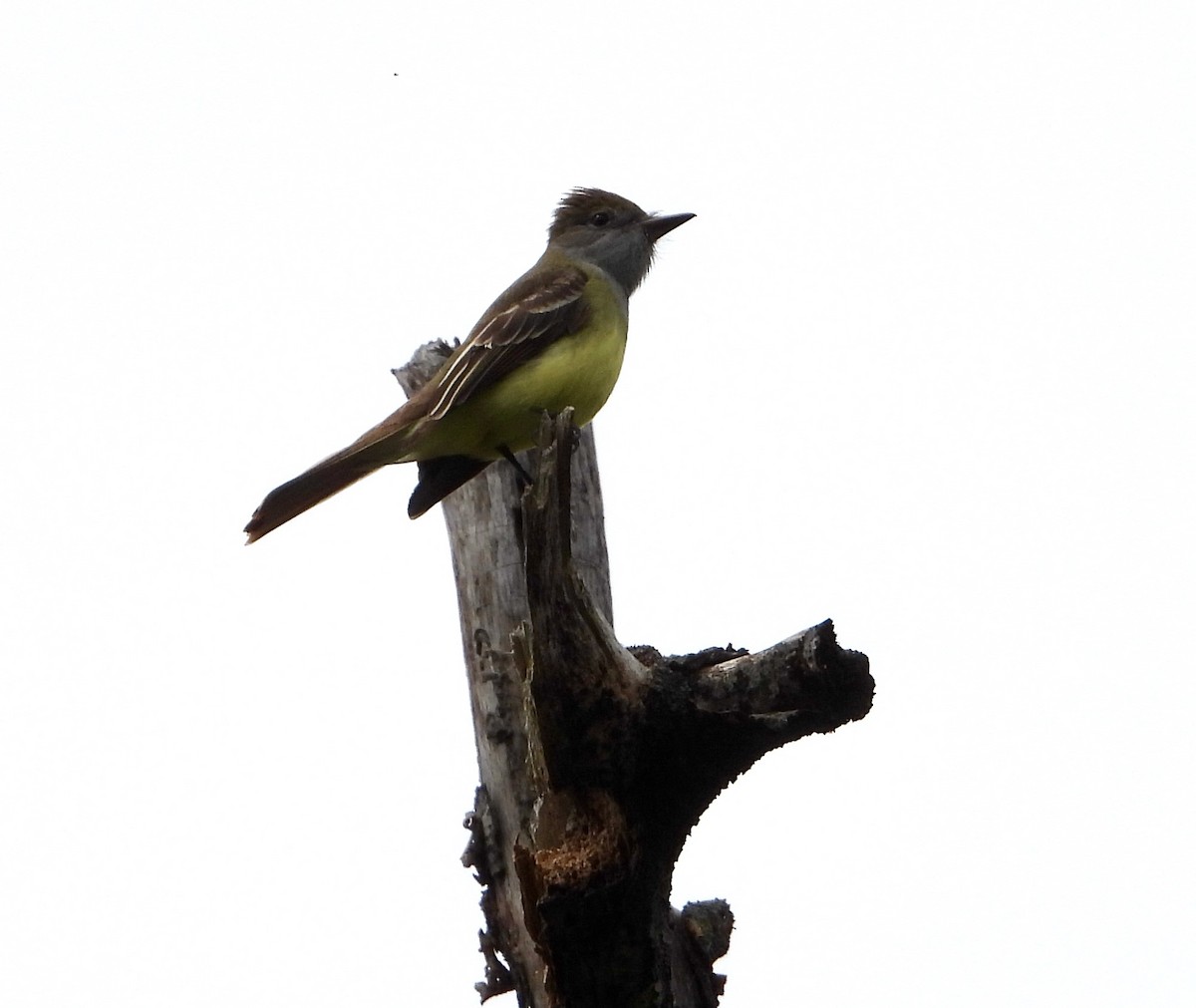 Great Crested Flycatcher - ML618799929