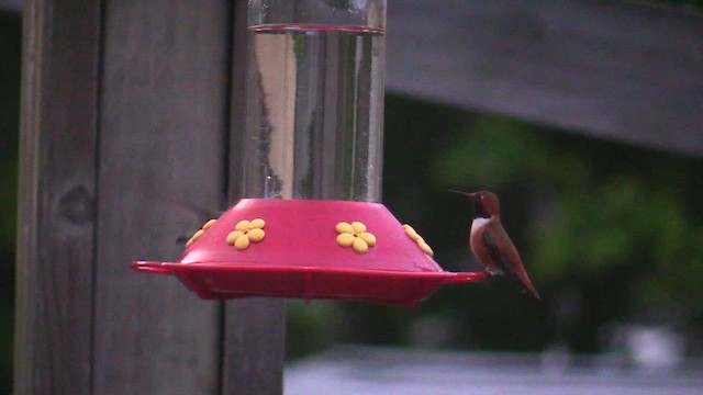 Calliope Hummingbird - ML618799991