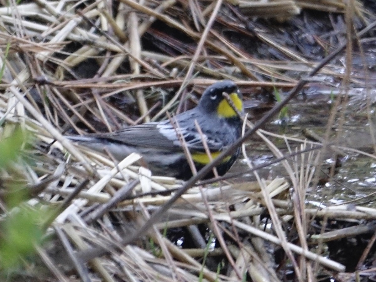 Yellow-rumped Warbler - mark lundgren