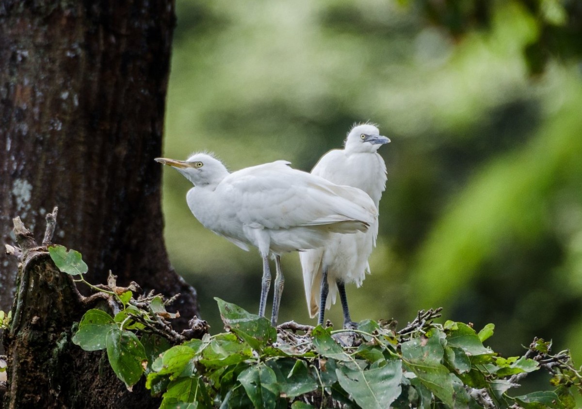 Western Cattle Egret - Kevin Ocampo | Ocampo Expeditions Birding Tours