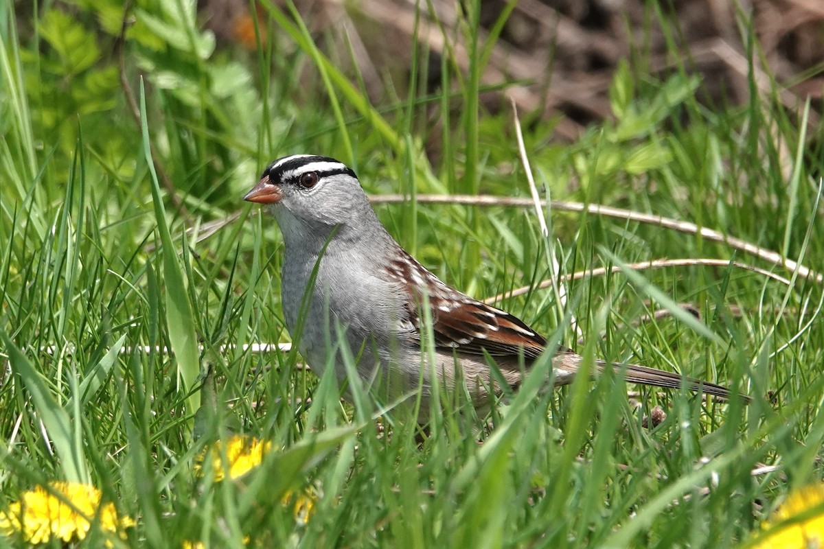 White-crowned Sparrow - Jose Gagnon