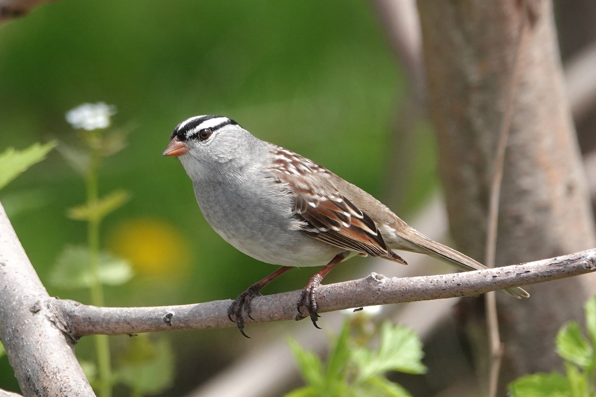 White-crowned Sparrow - ML618800077