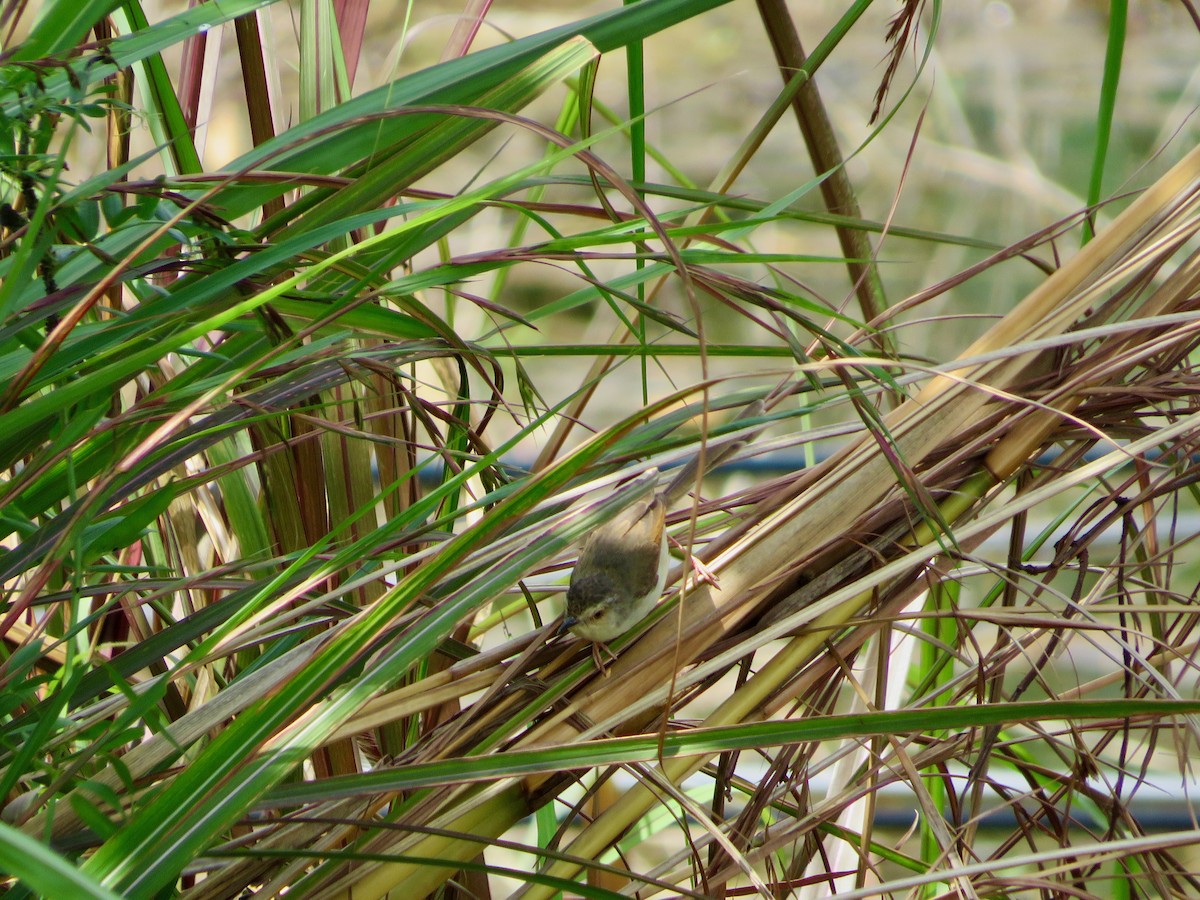 Oriental Reed Warbler - ML618800093