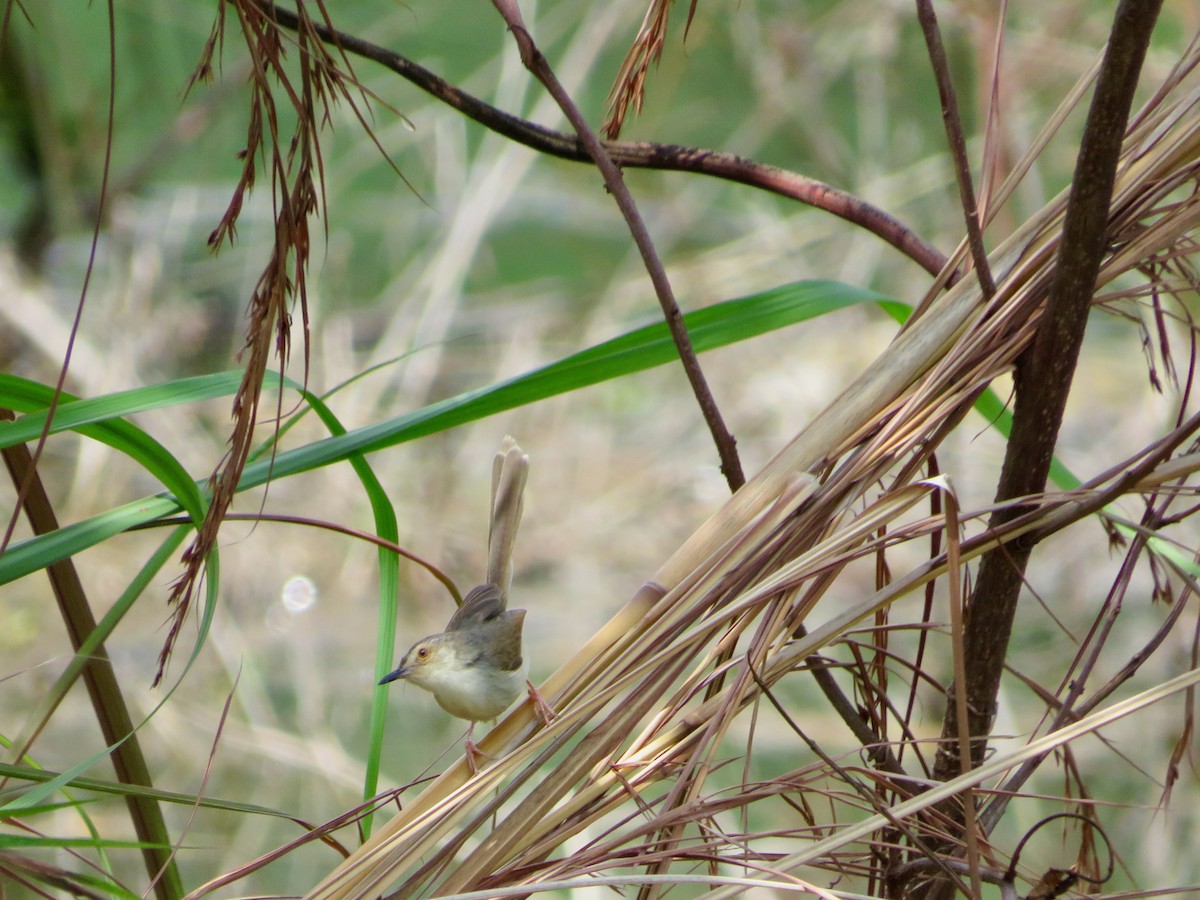 Oriental Reed Warbler - Paul Dennis