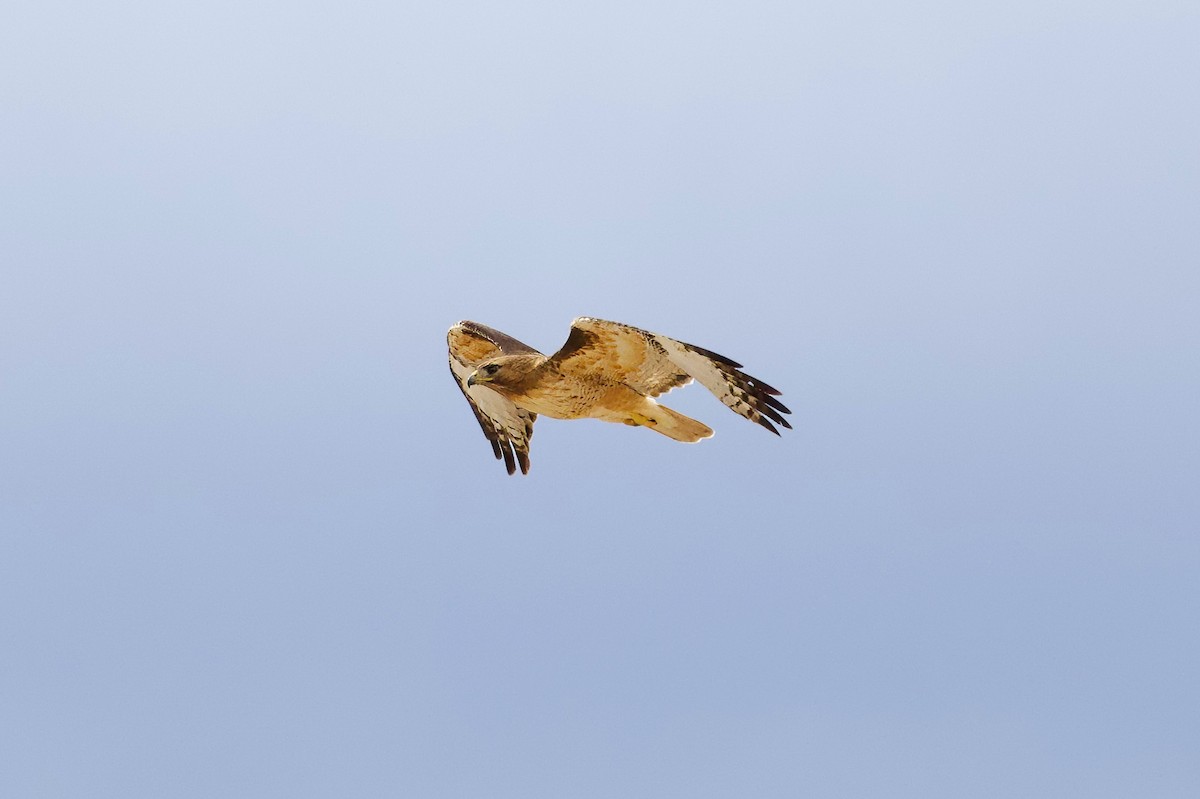 Red-tailed Hawk - ML618800110