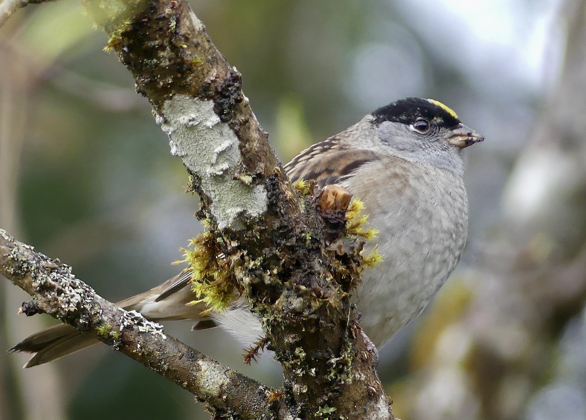 Golden-crowned Sparrow - ML618800111