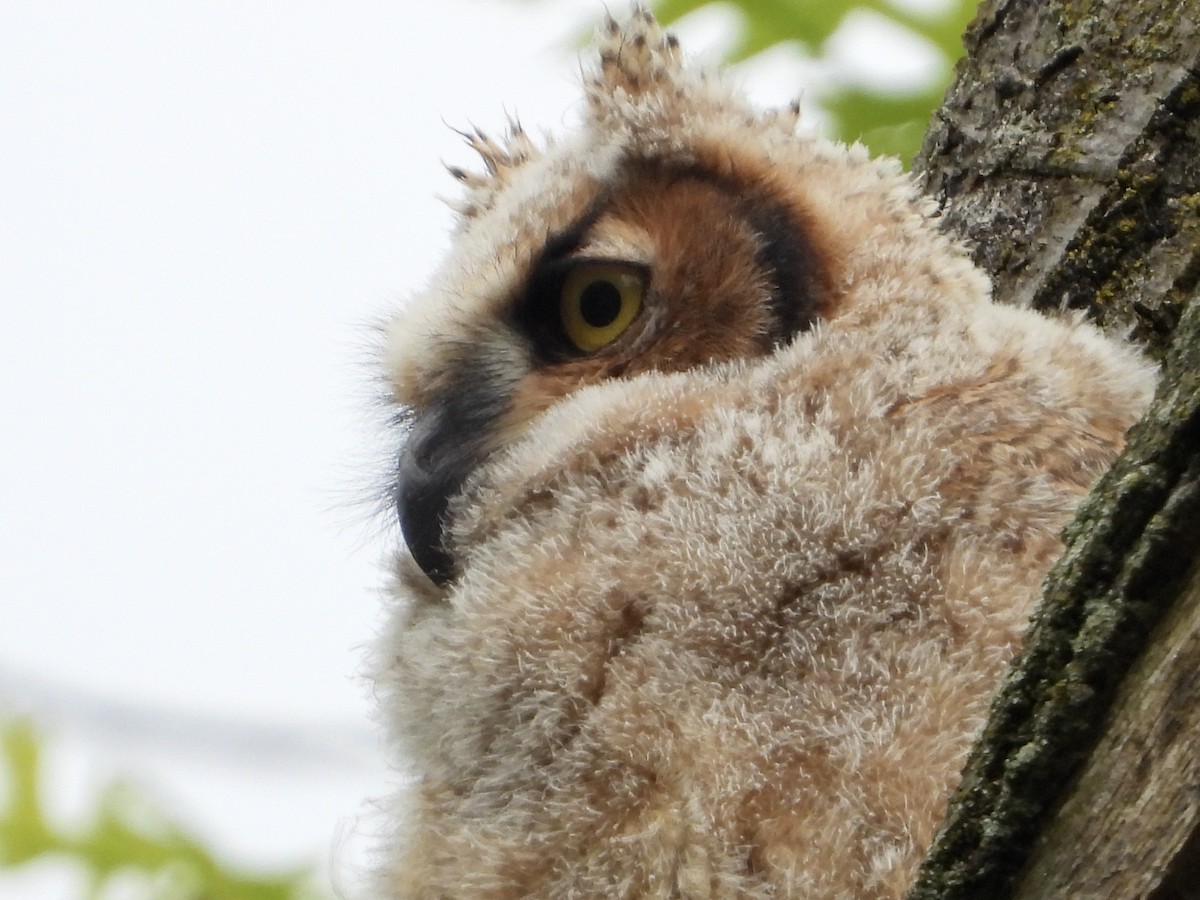 Great Horned Owl - ML618800121