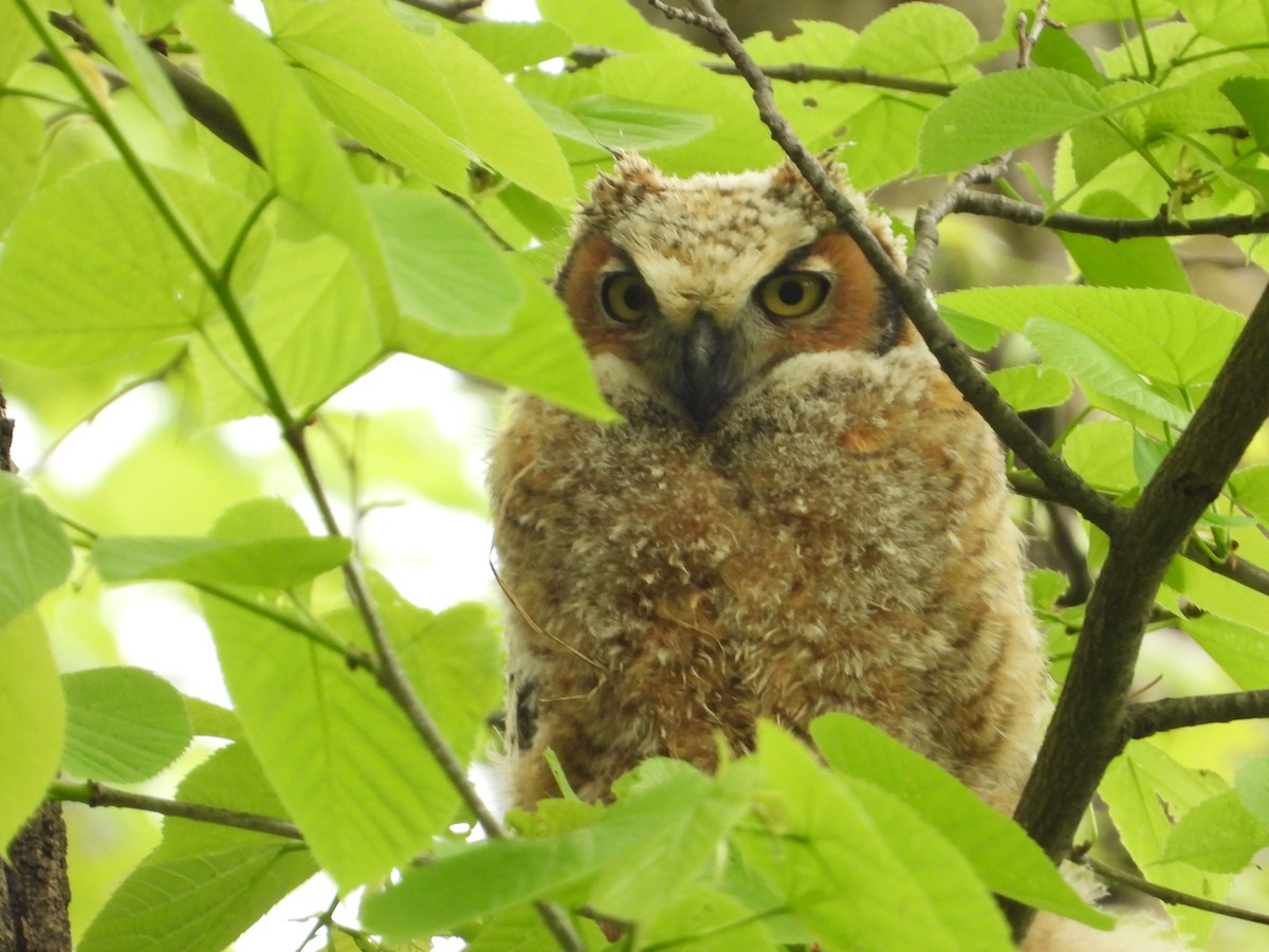 Great Horned Owl - ML618800125