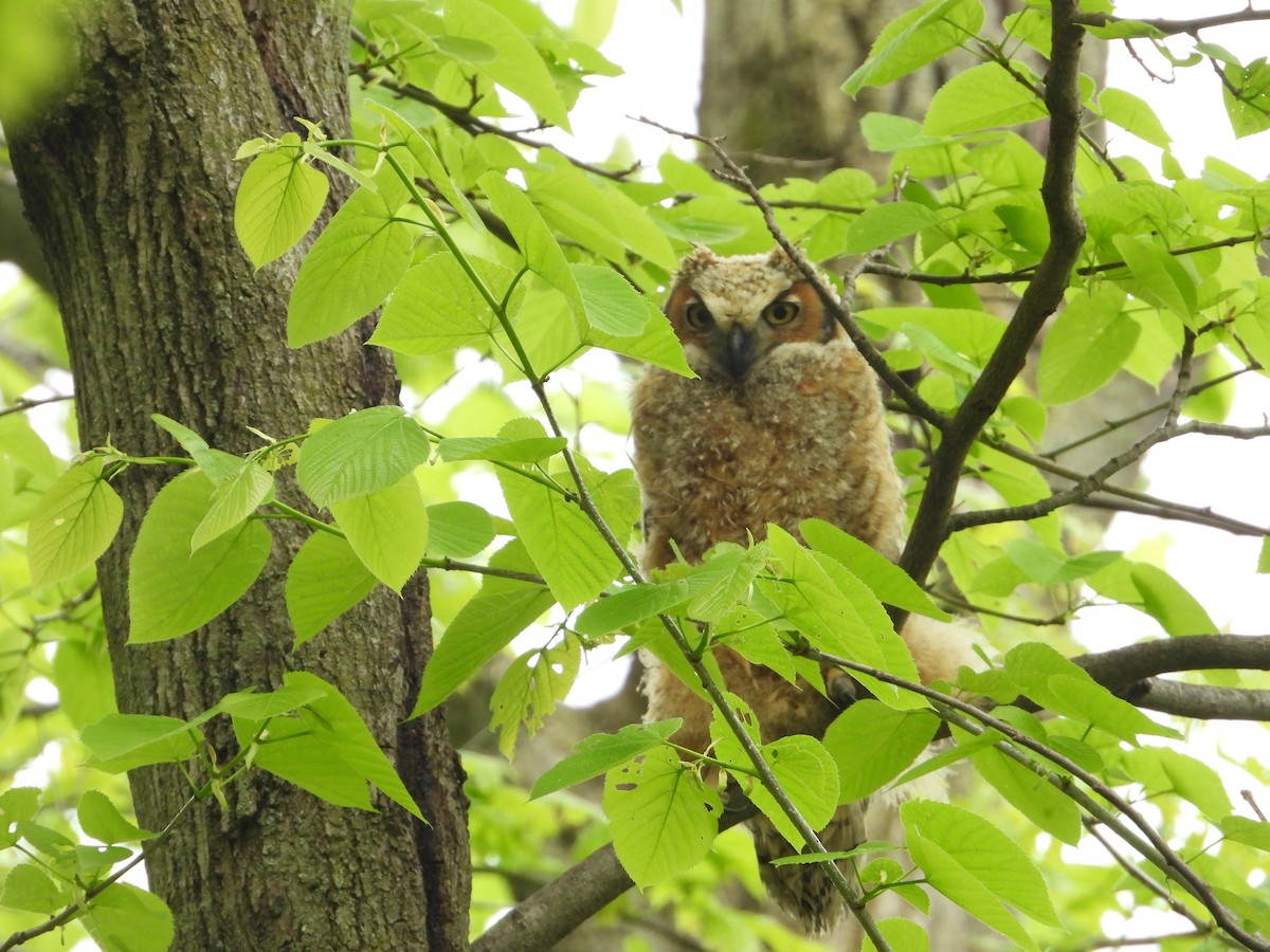 Great Horned Owl - ML618800126