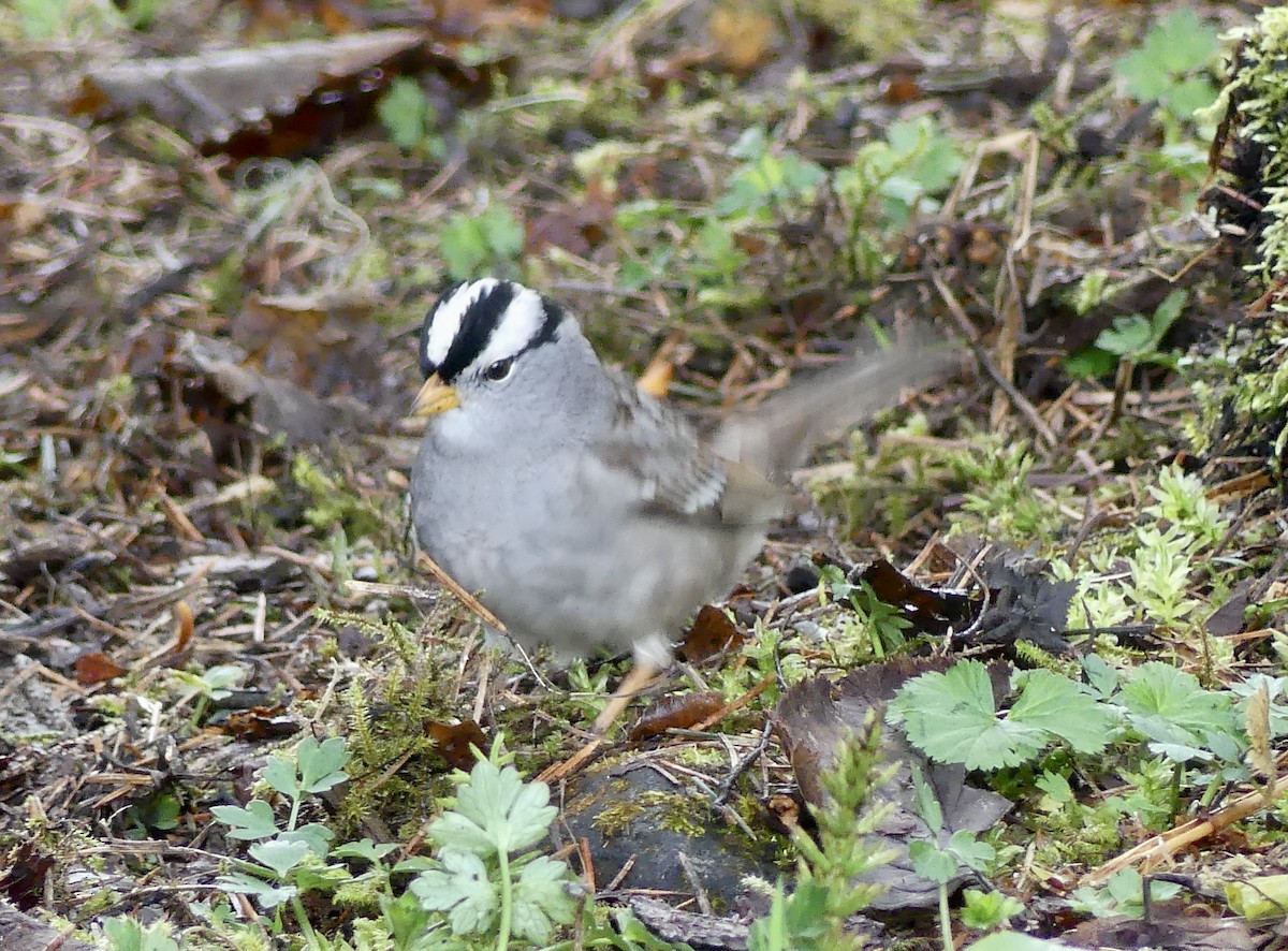 White-crowned Sparrow - ML618800157
