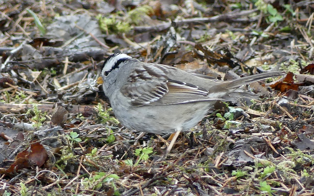 White-crowned Sparrow - ML618800167