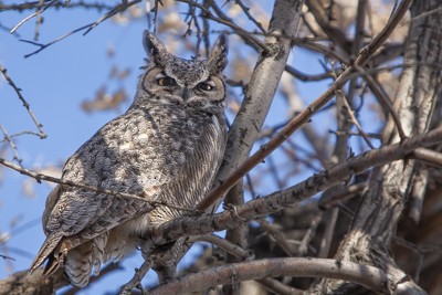 Great Horned Owl - John Richards