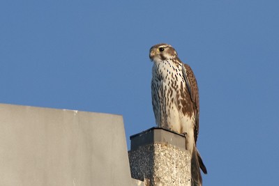 Prairie Falcon - John Richards