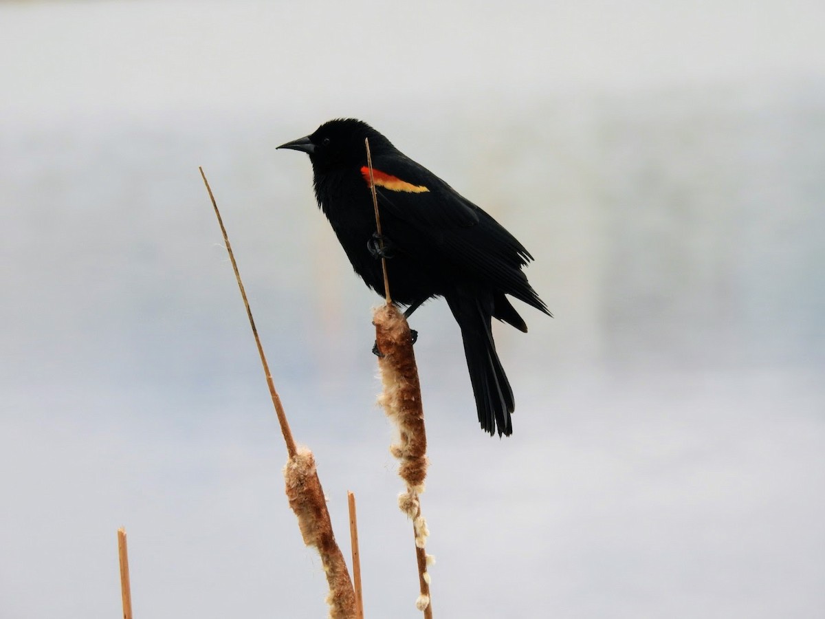 Red-winged Blackbird - ML618800191