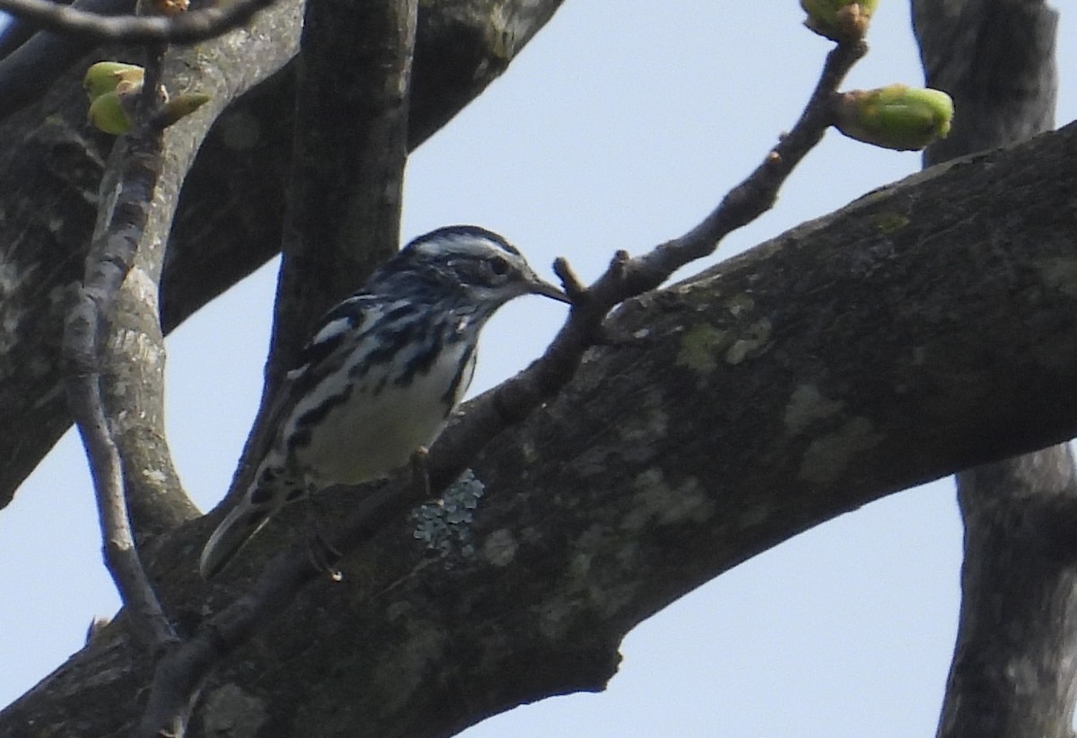 Black-and-white Warbler - ML618800212