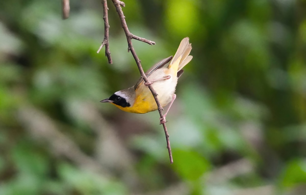 Common Yellowthroat - AJT BIRD