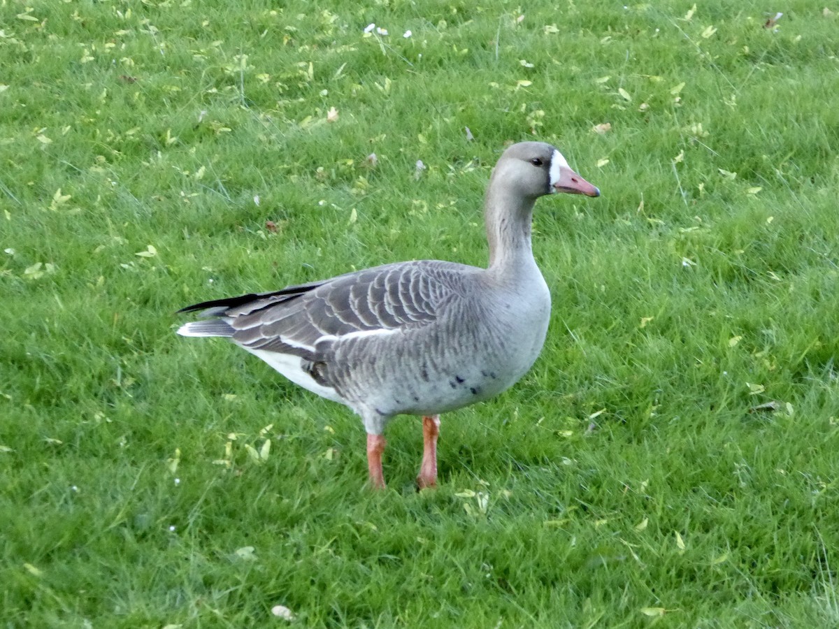 Greater White-fronted Goose - ML618800400
