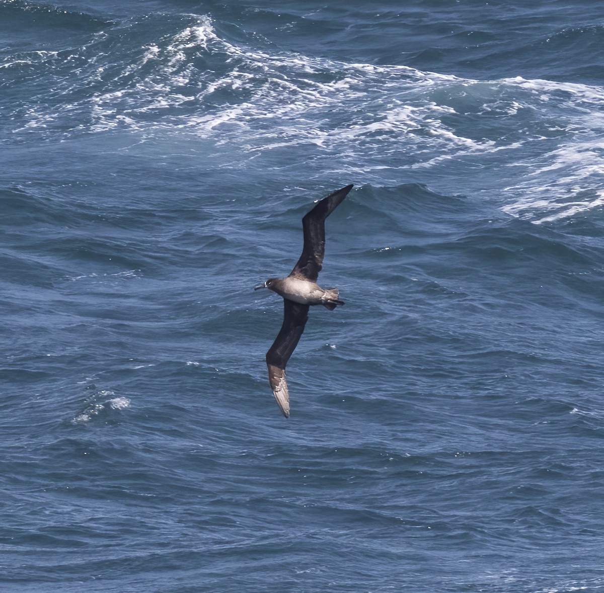 Black-footed Albatross - ML618800417